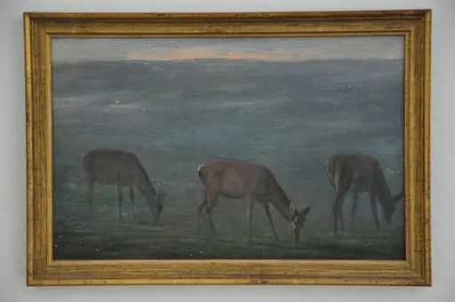 Drei äsende Hirschkühe