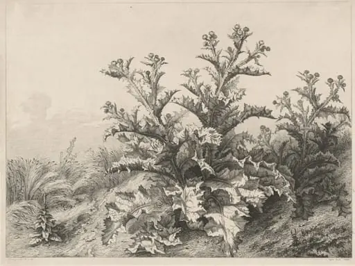 The Great Thistle (Le Grand Chardon)