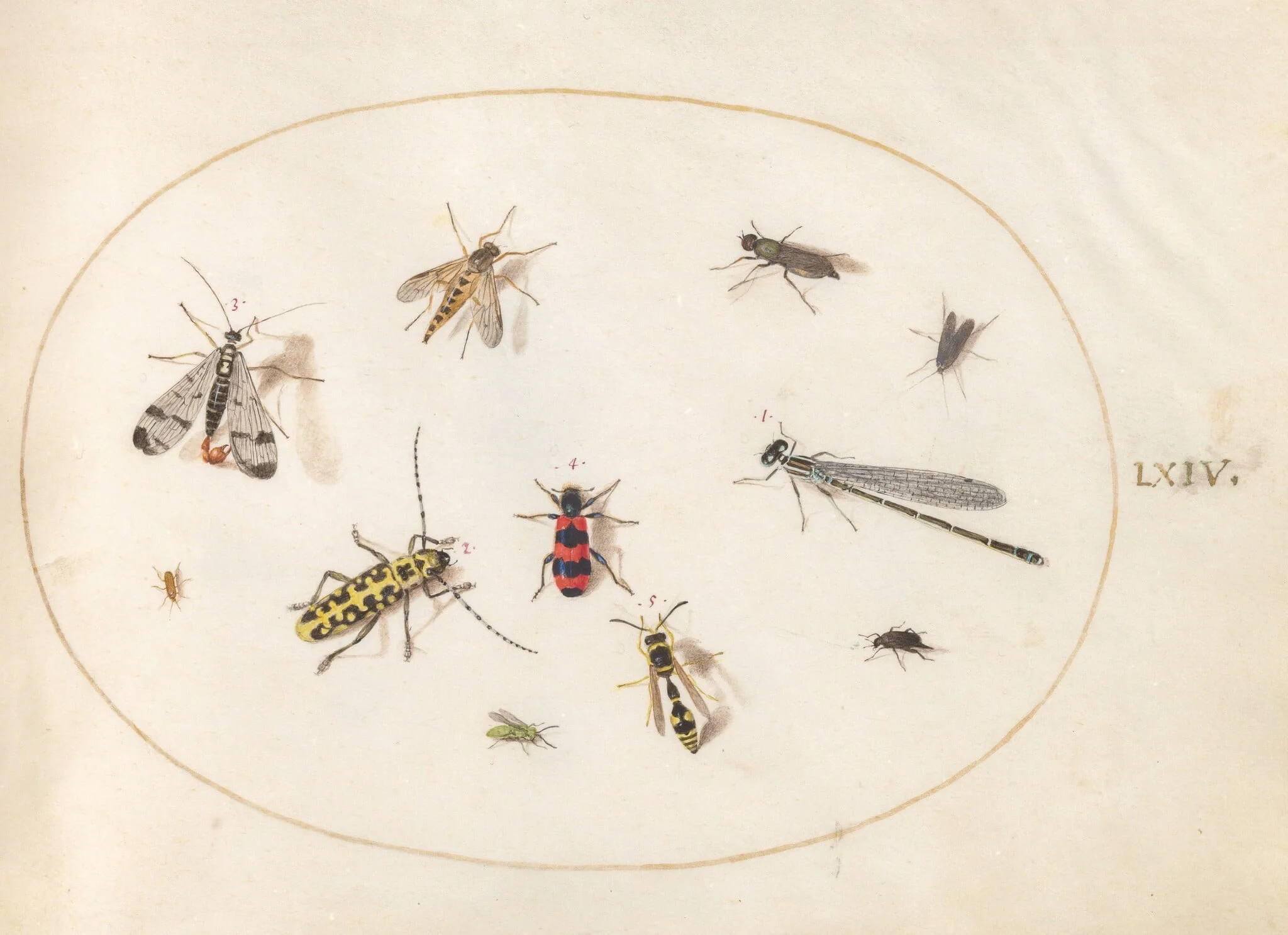 Plate 64: Eleven Insects, Including a Dragonfly and Longhorn Beetle, by Joris Hoefnagel, gouache, 1594