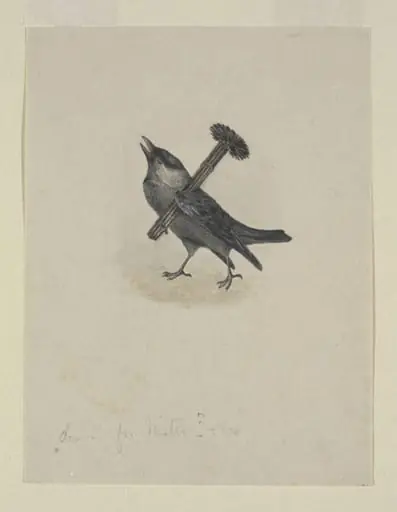Jackdaw Sweep
