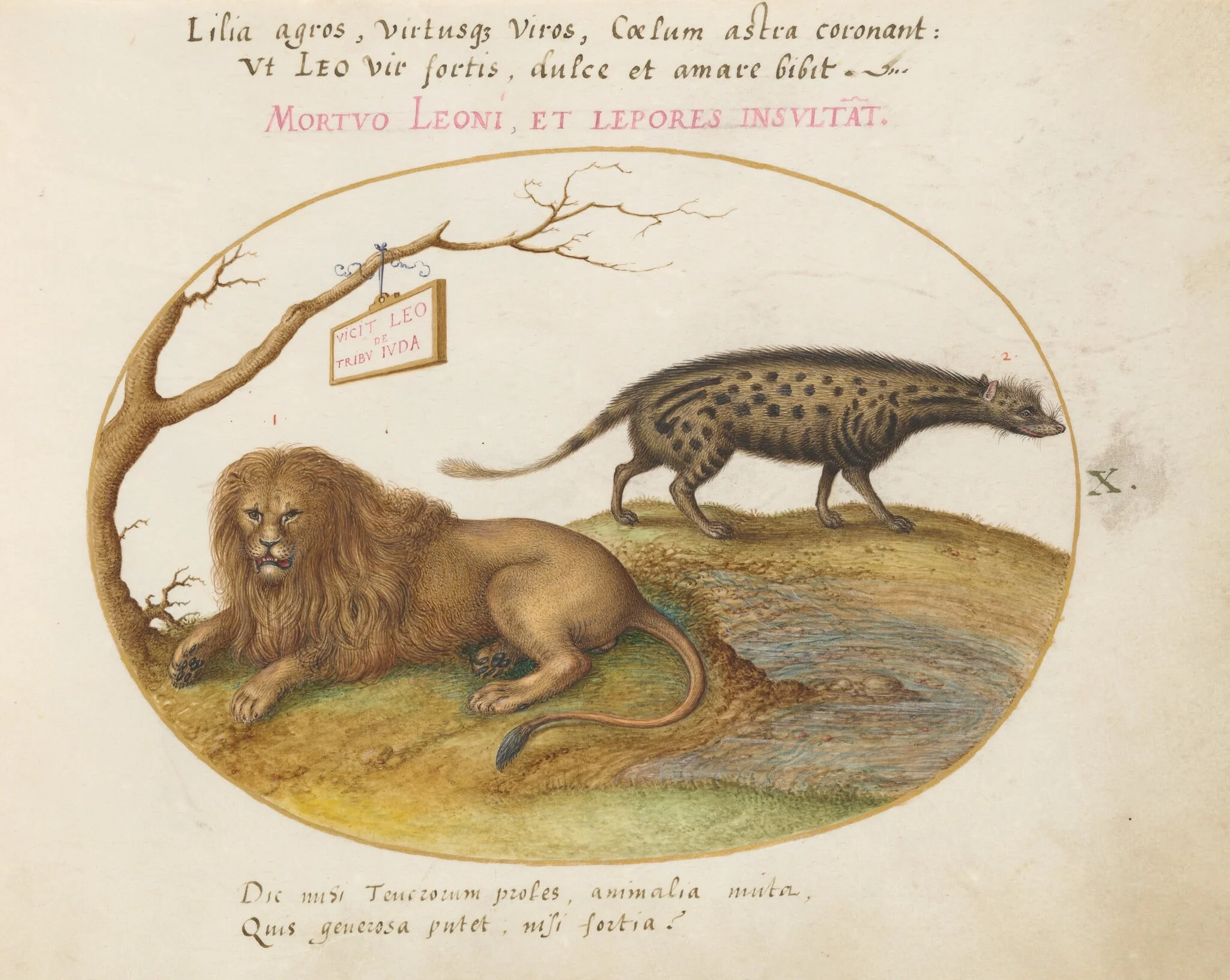 Plate 10: A Lion and a Civet Cat, by Joris Hoefnagel, gouache, 1594