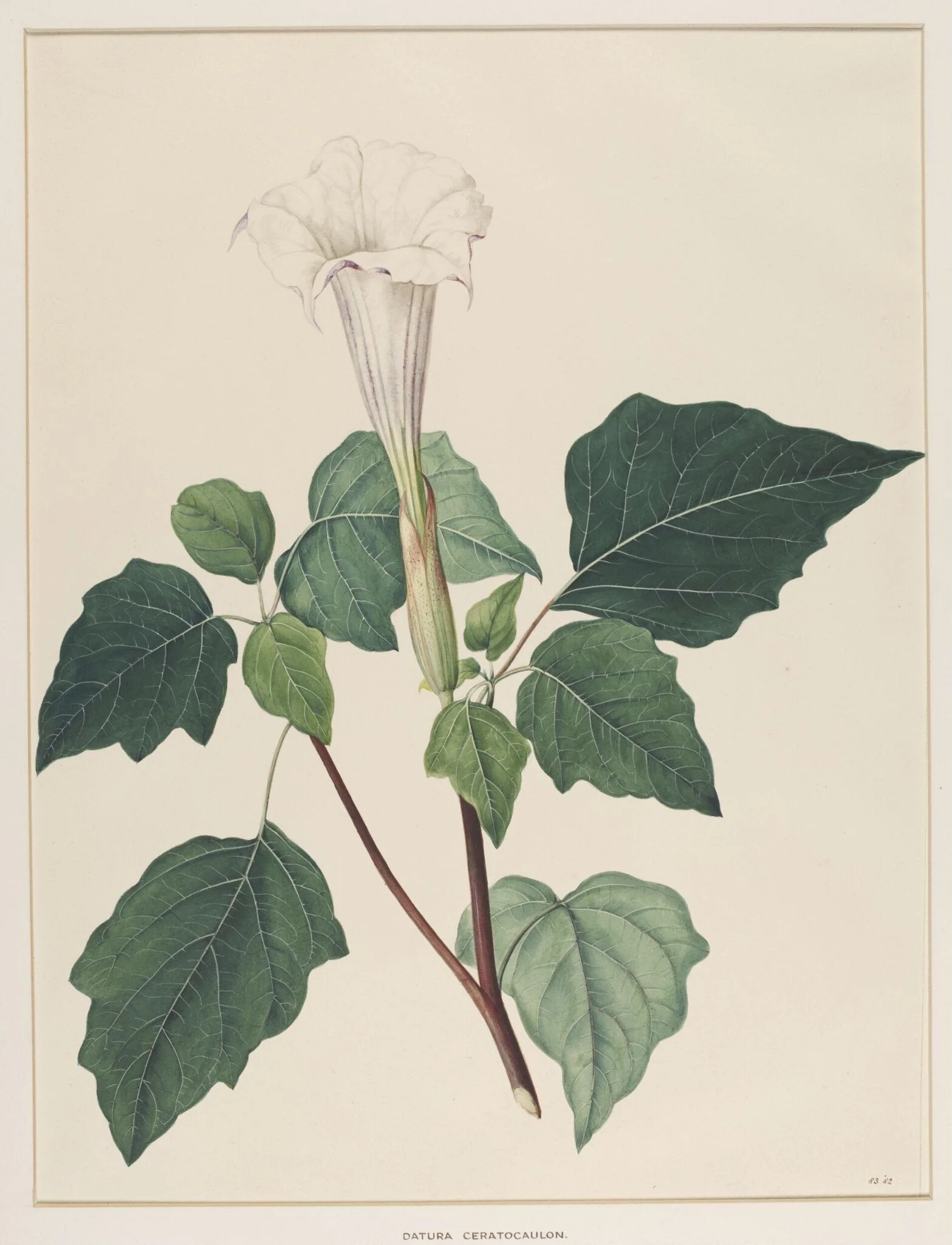 Datura Ceratocaulon, by Johann Knapp, watercolor, 1850