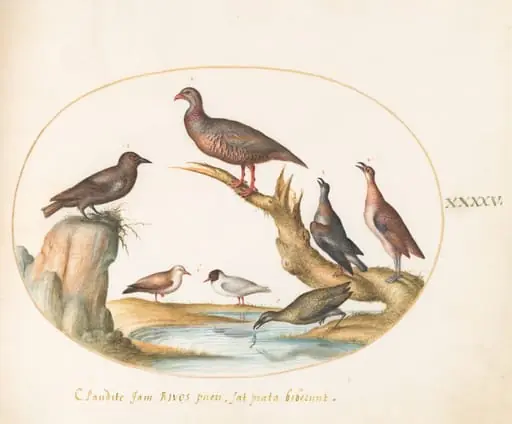 Plate 45: Spotted Nutcracker and Shore Birds