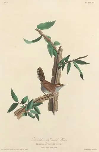 Bewick's Long-tailed Wren