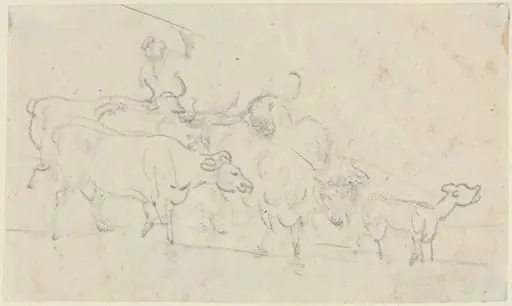 Cattle