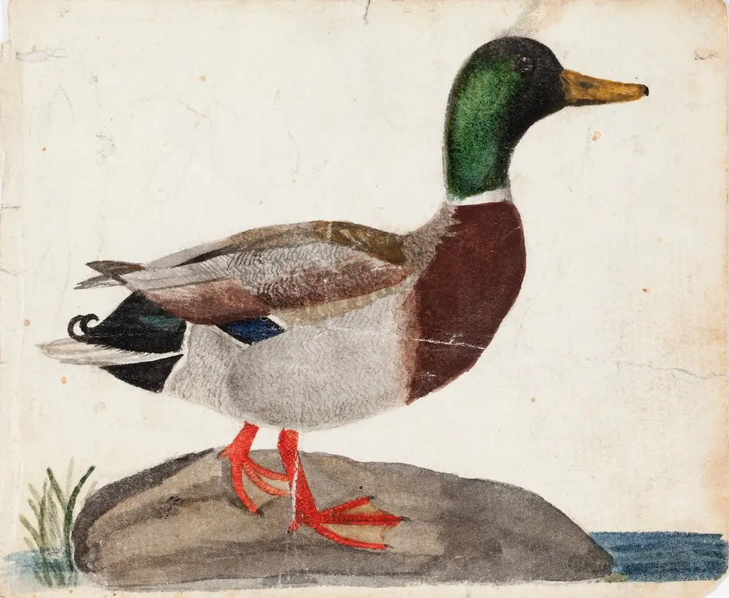 Male Mallard