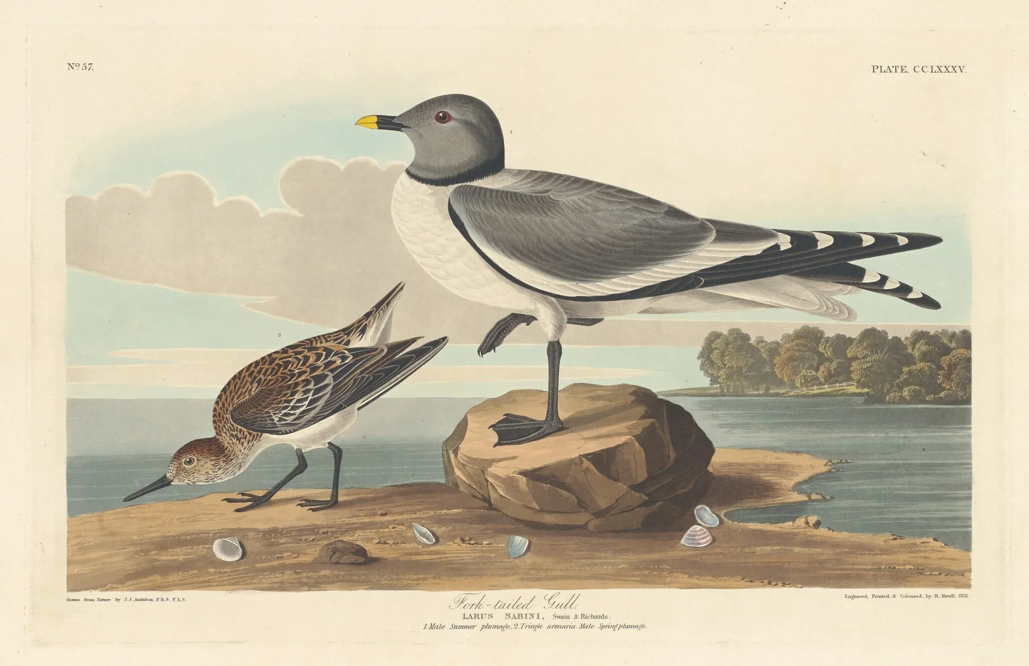 Fork-tailed Gull, by Robert Havell Jr., ink, 1835