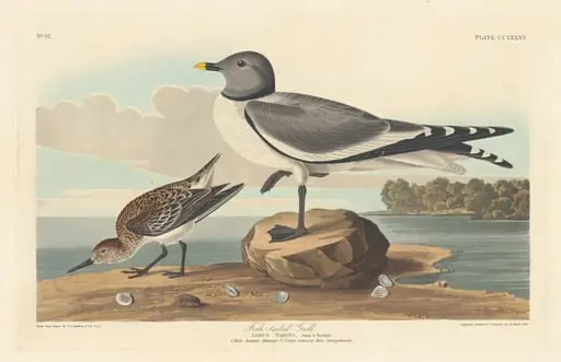 Fork-tailed Gull