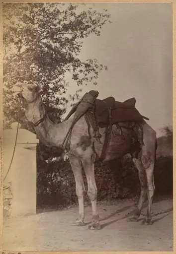 Captain Bailward's camel (verso, left)