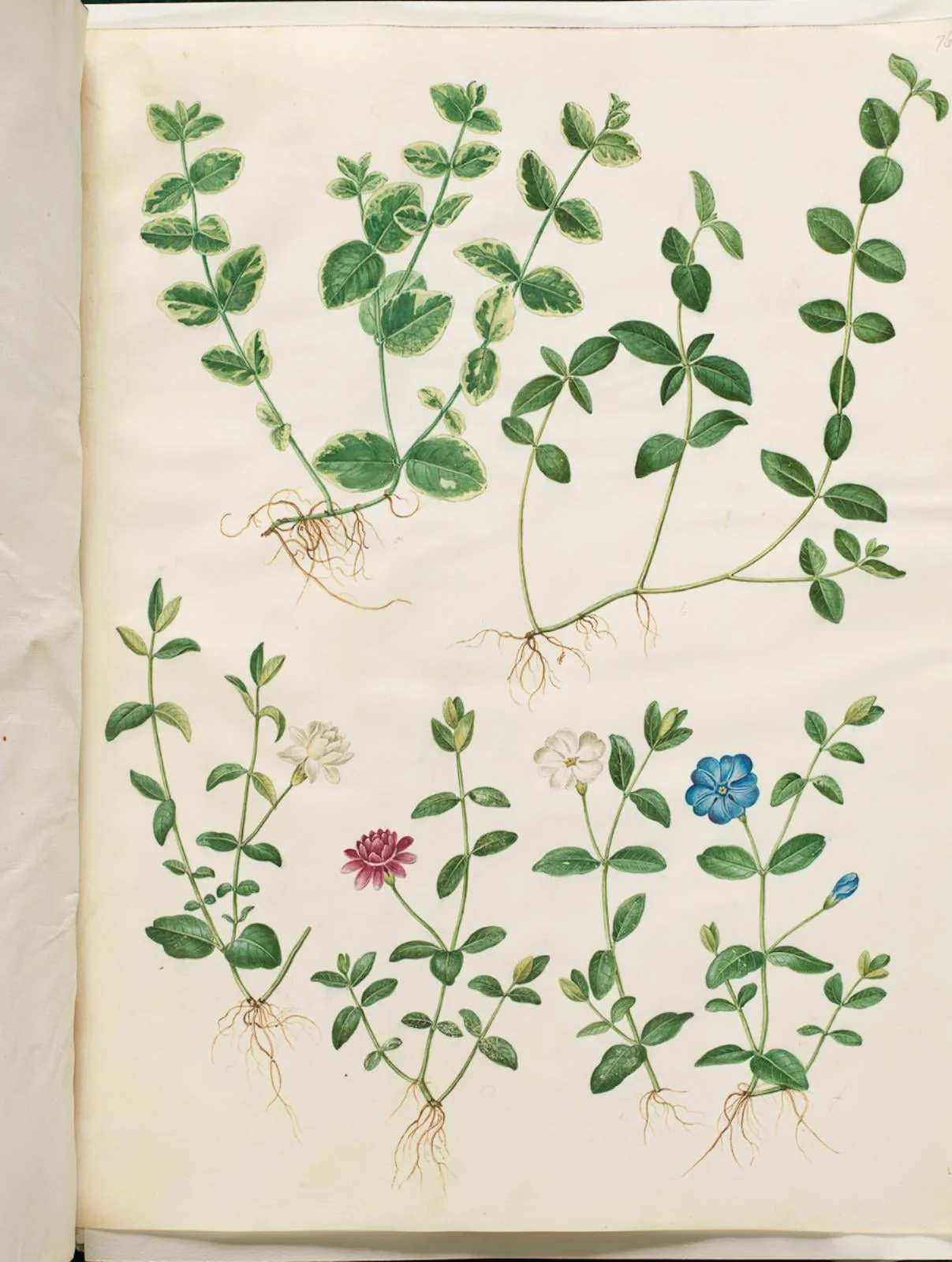 Vinca minor (liden singrøn)