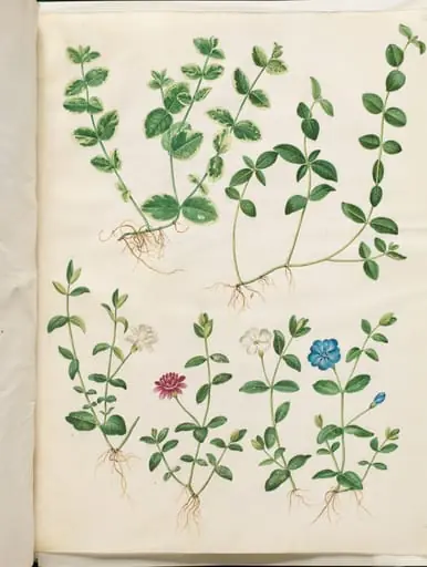 Vinca minor (liden singrøn)