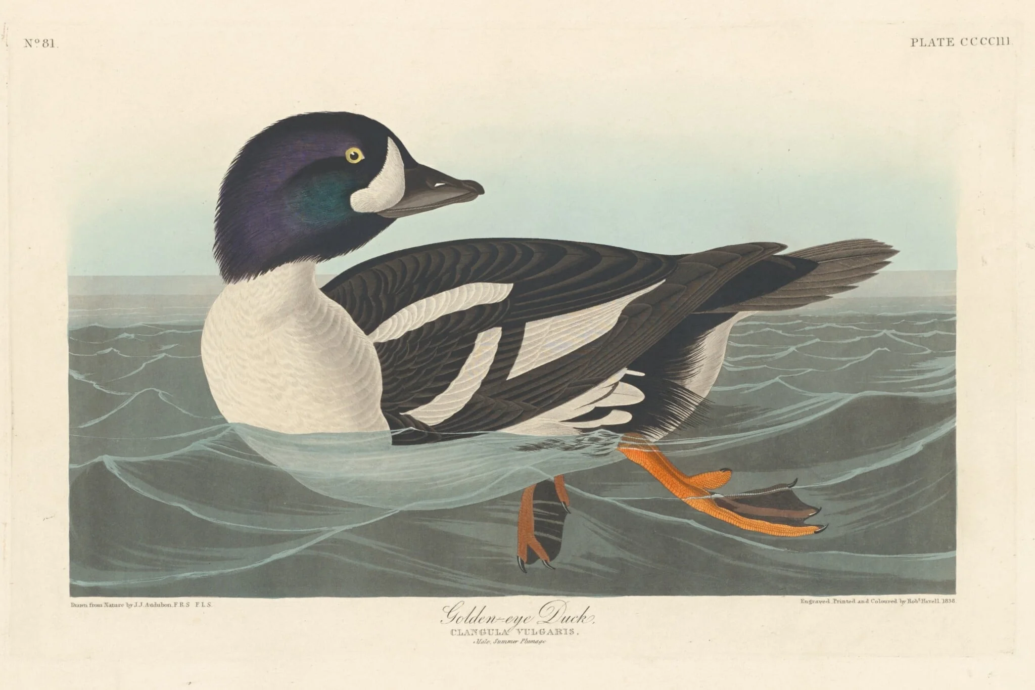 Golden-eye Duck, by Robert Havell Jr., ink, 1838
