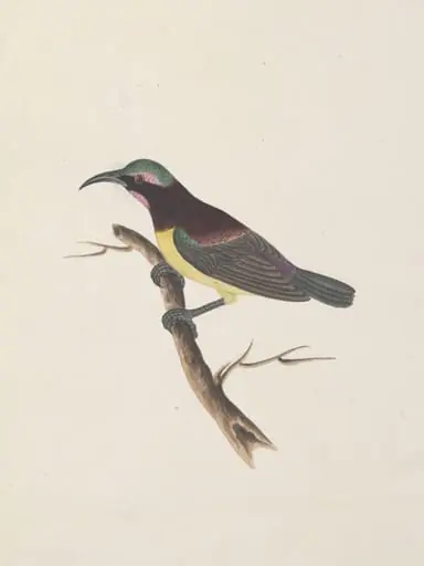 Purple-rumped sun bird