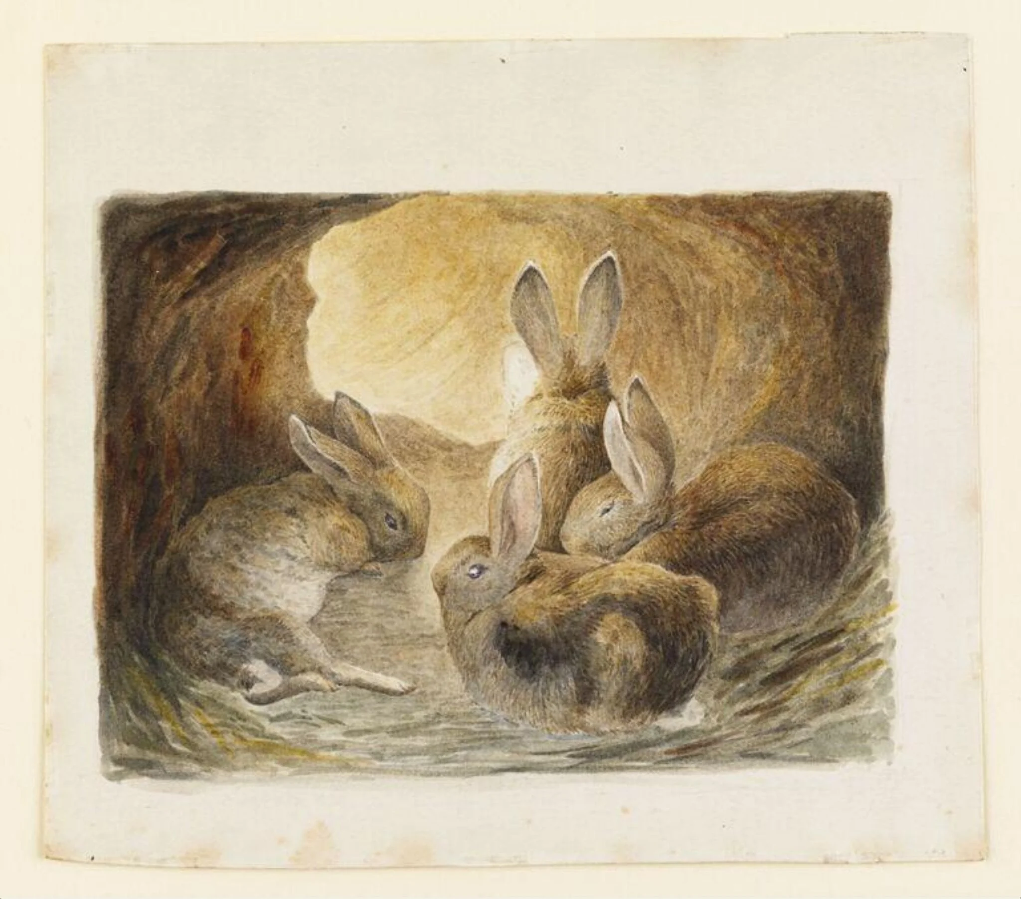 Four rabbits in a burrow, by Beatrix Potter, watercolor, 1895