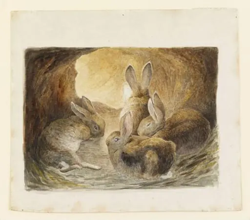Four rabbits in a burrow