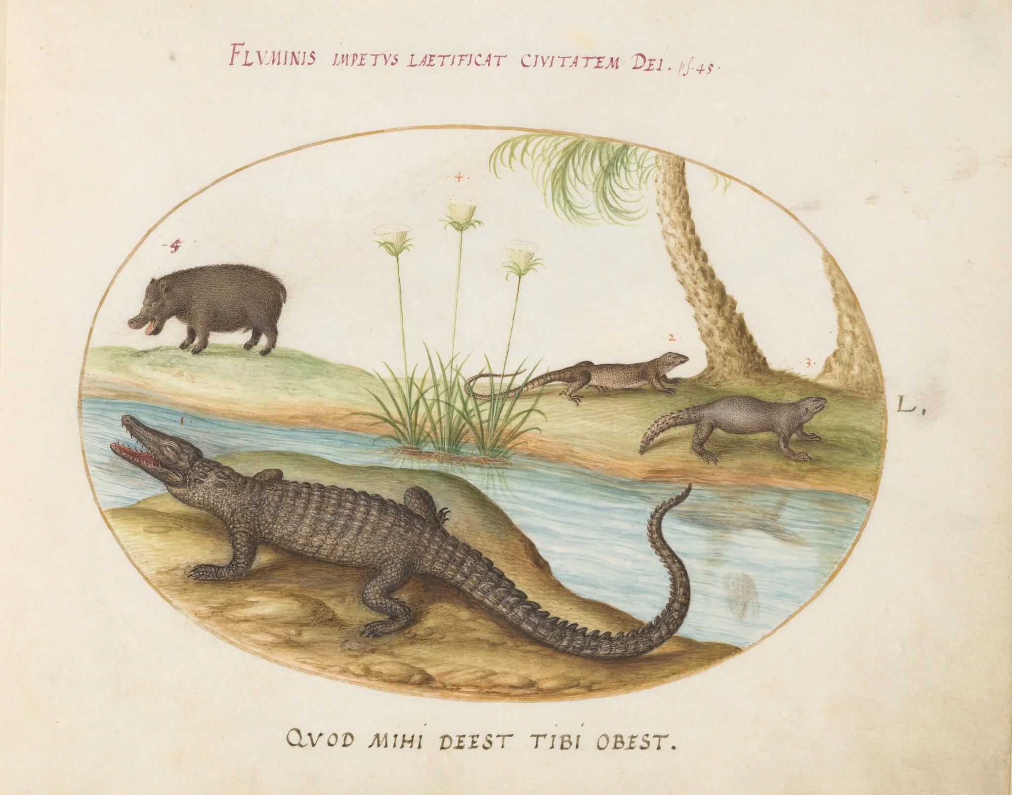 Plate 50: A Crocodile, a Hippopotomus, a Land Crocodile or Tegu Lizard(?), and a Crocodile or Spiny-Tailed Lizard with a Papyrus Plant, by Joris Hoefnagel, gouache, 1594