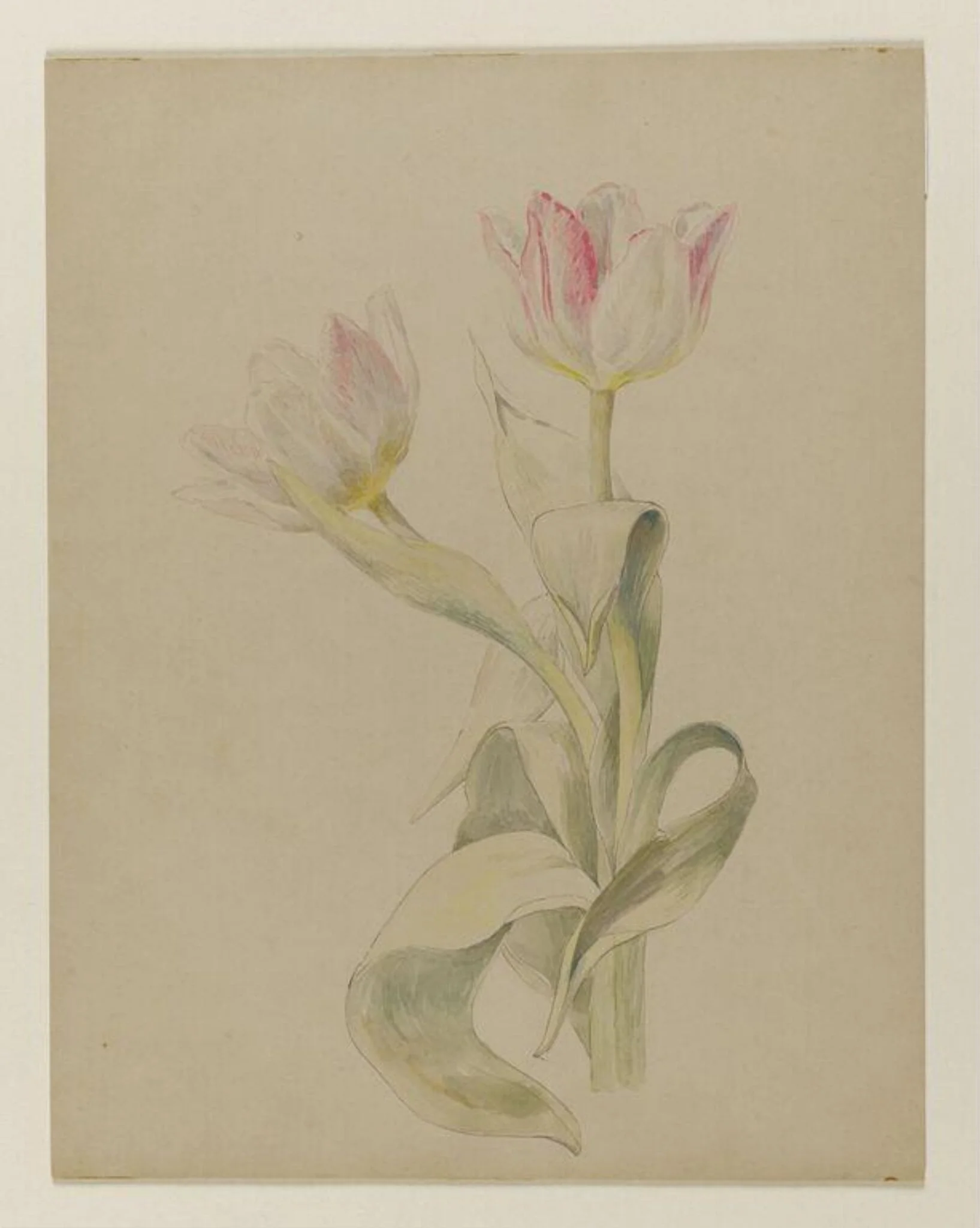 Pink and white tulips, by Beatrix Potter, watercolor, 1850