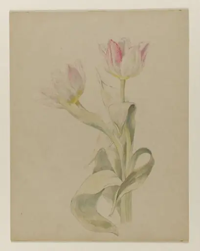 Pink and white tulips