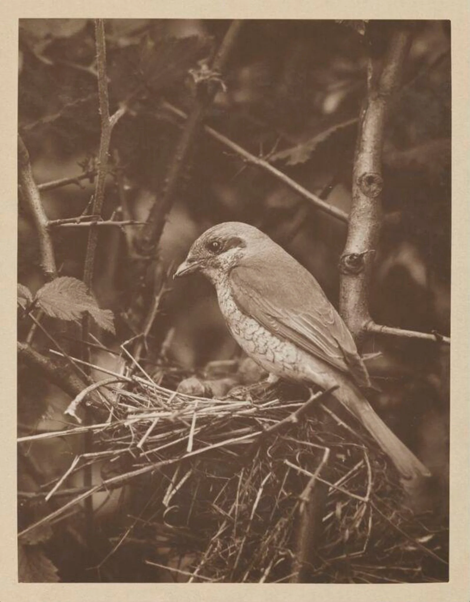 Hen Red-backed Shrike, by Zoological Photographic Club, photographic