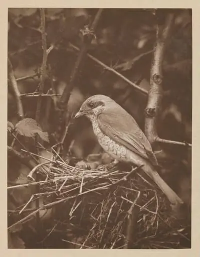 Hen Red-backed Shrike