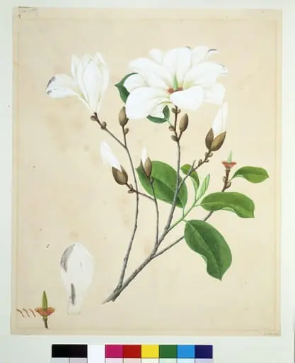 Magnolia