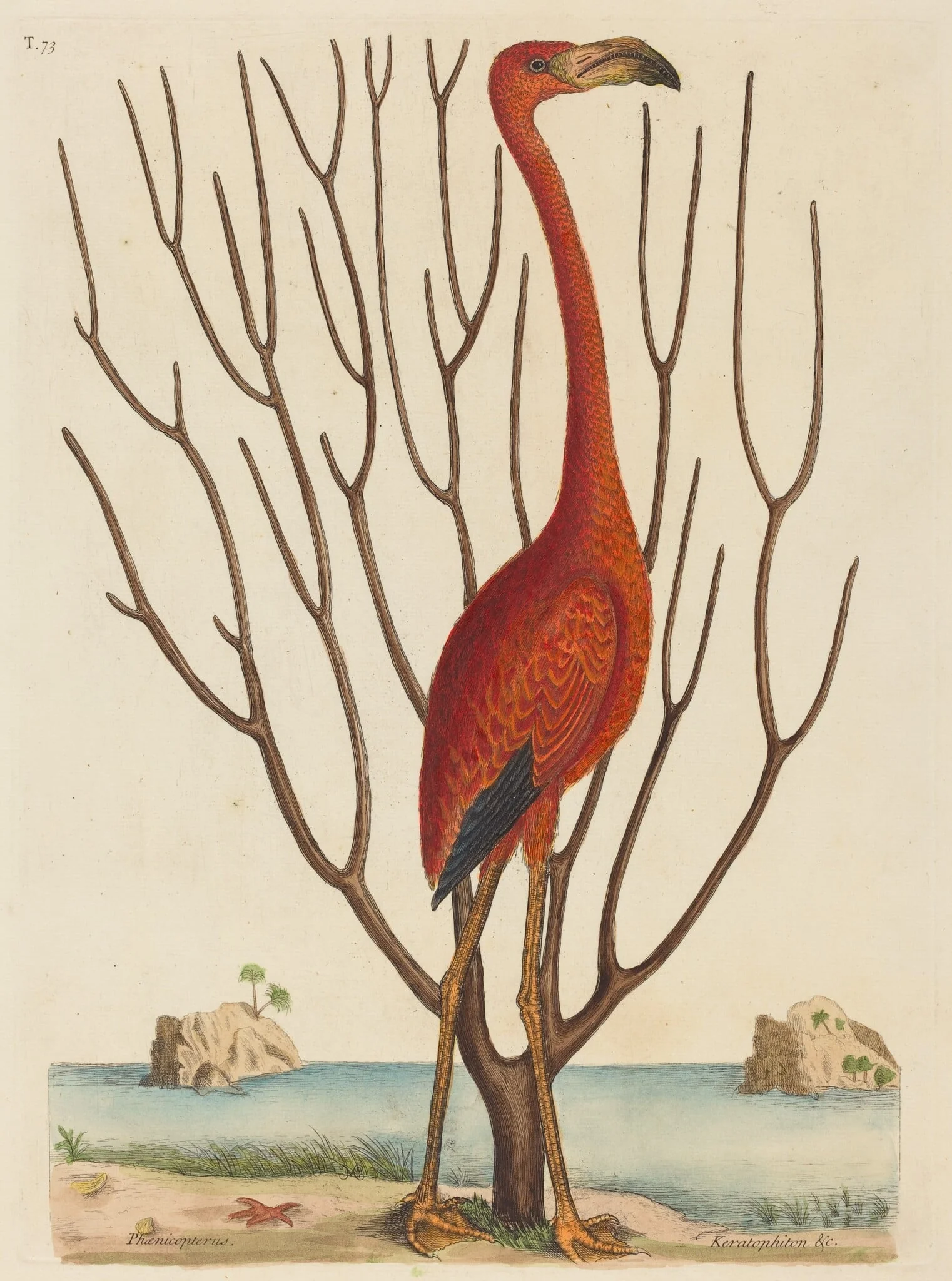 The Flamingo (Phoenicopterus ruber)