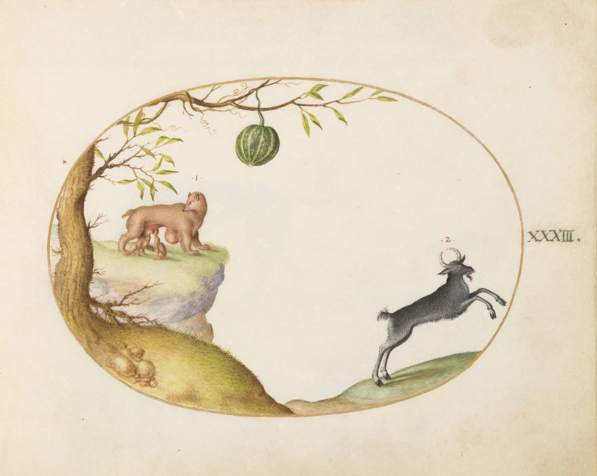 Plate 33: A "Simivulpa" (Opossum?) and an Ibex, by Joris Hoefnagel, gouache, 1594