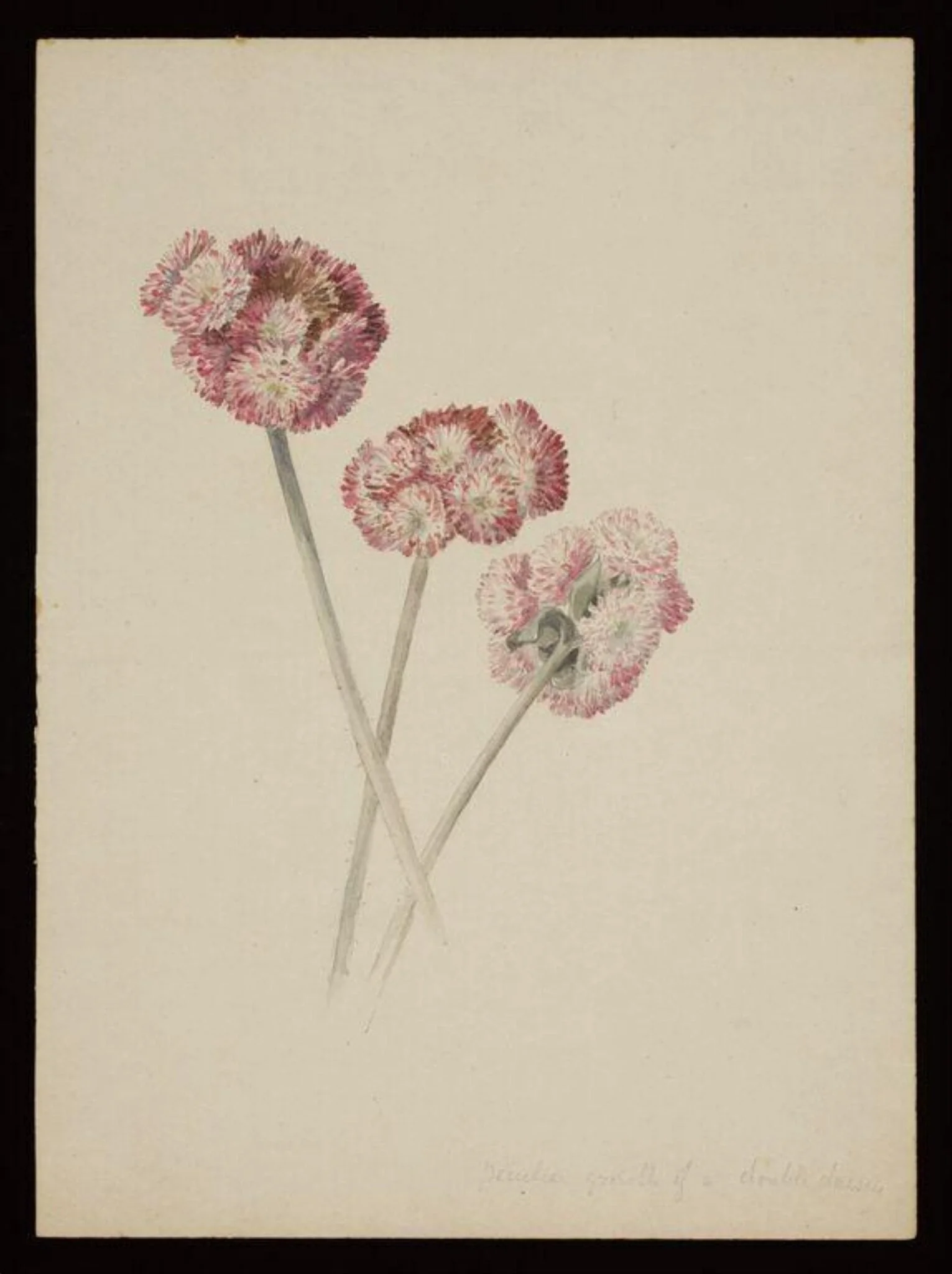 Three double daisies, by Beatrix Potter, watercolor, 1884