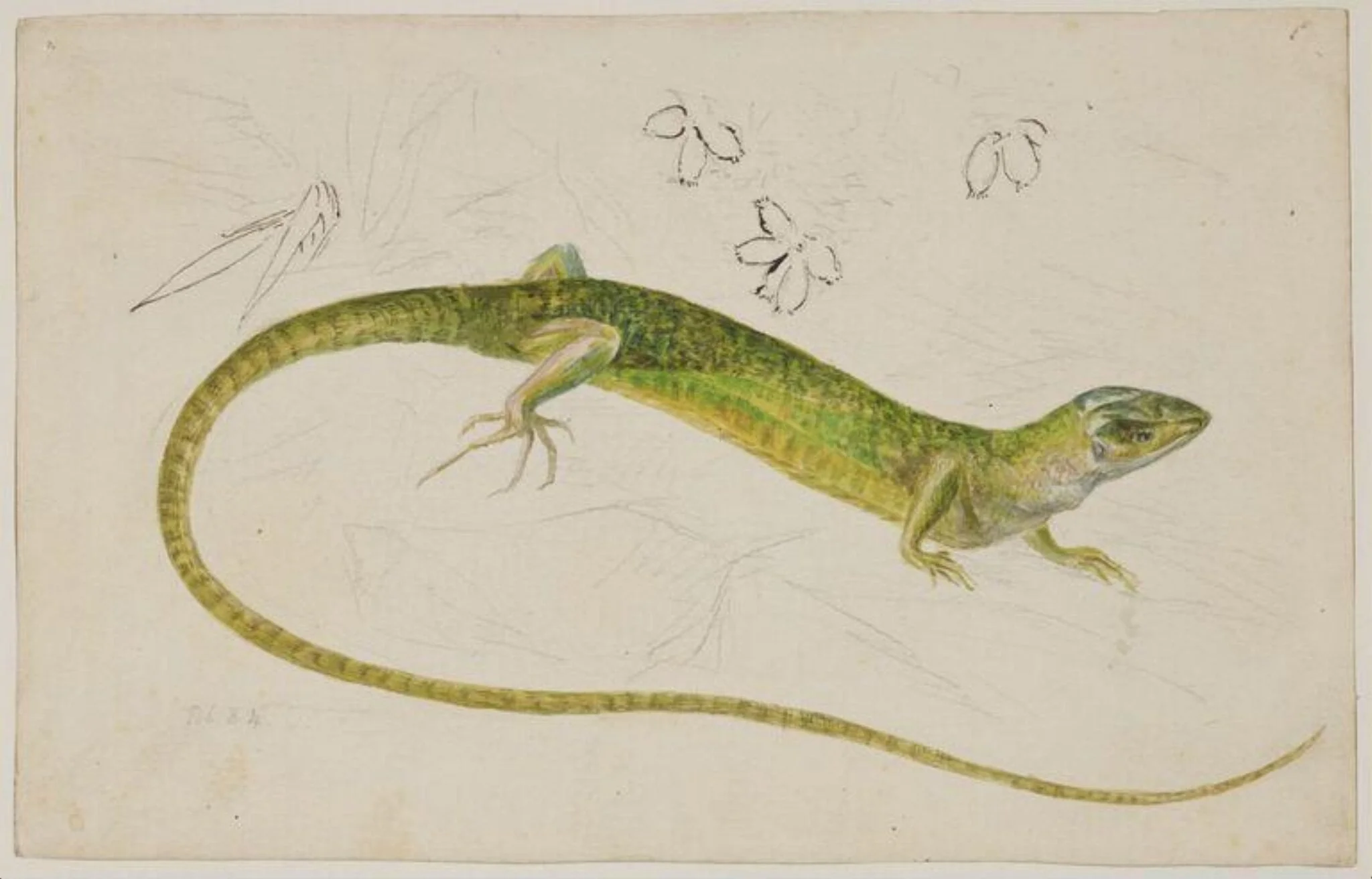 Study of a lizard