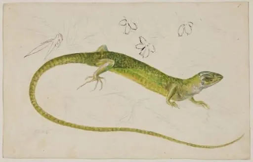 Study of a lizard
