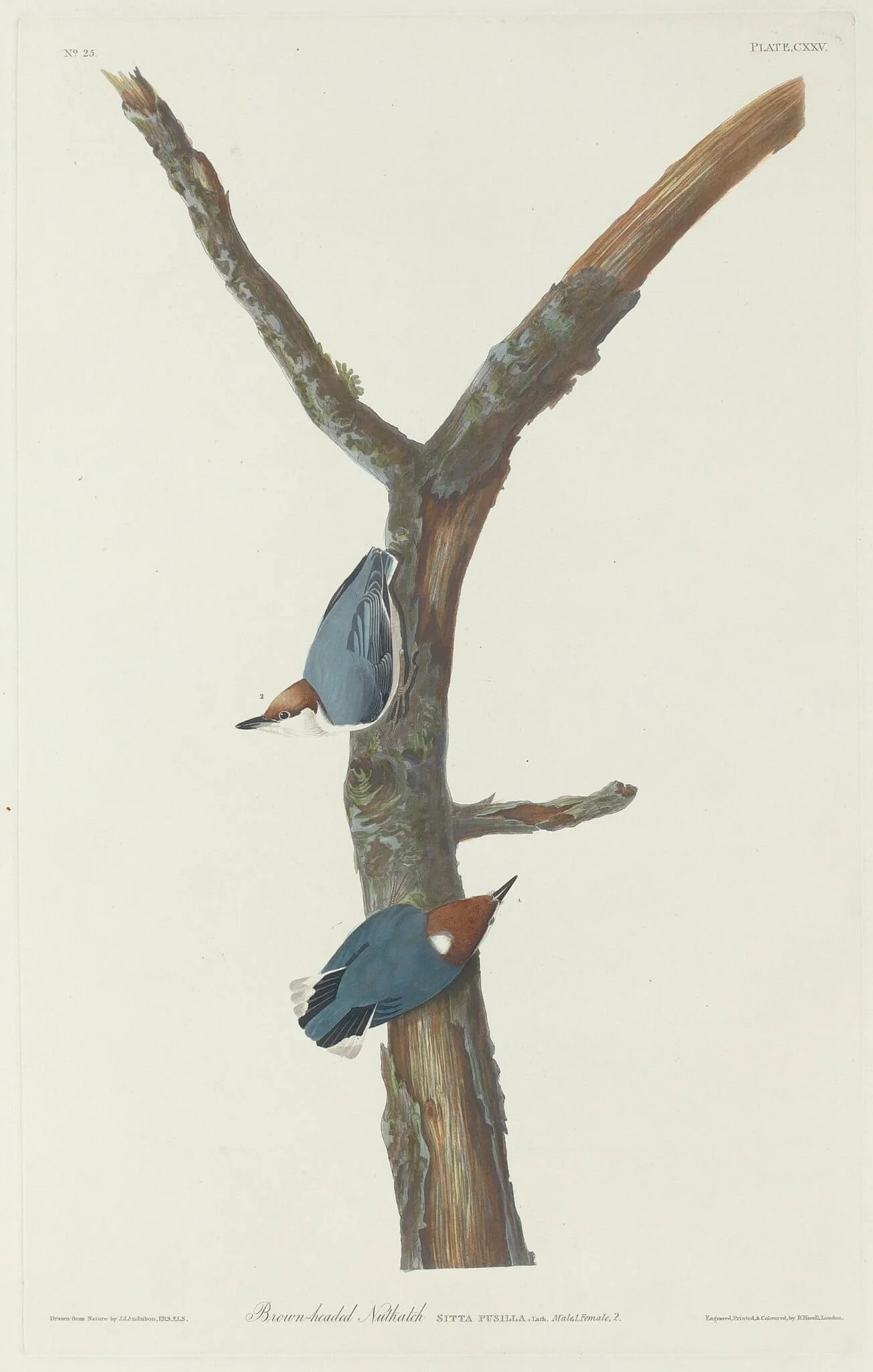 Brown-Headed Nuthatch, by Robert Havell Jr., ink, 1831
