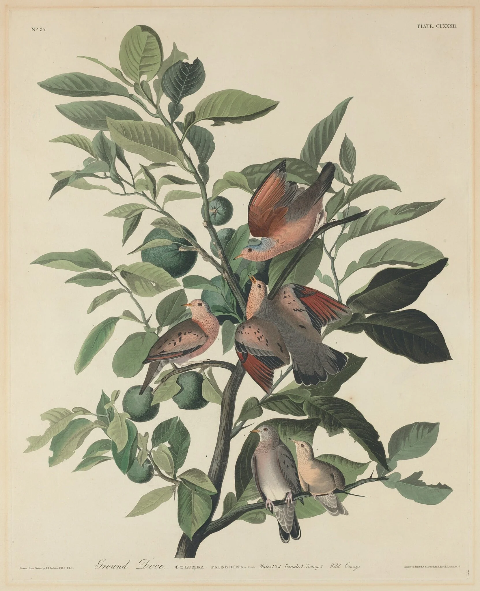 Ground Dove, by Robert Havell Jr., ink, 1833