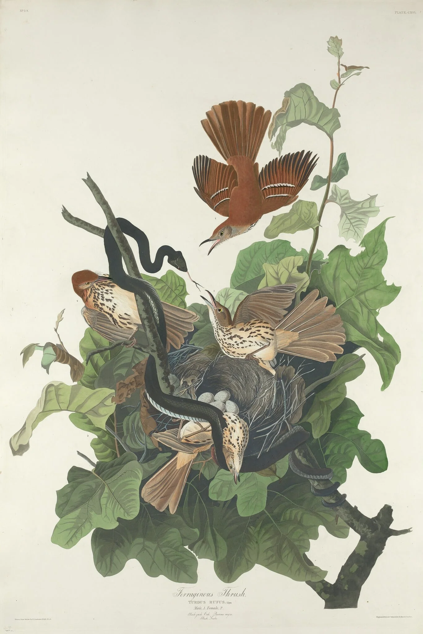 Ferruginous Thrush, by Robert Havell Jr., ink, 1831