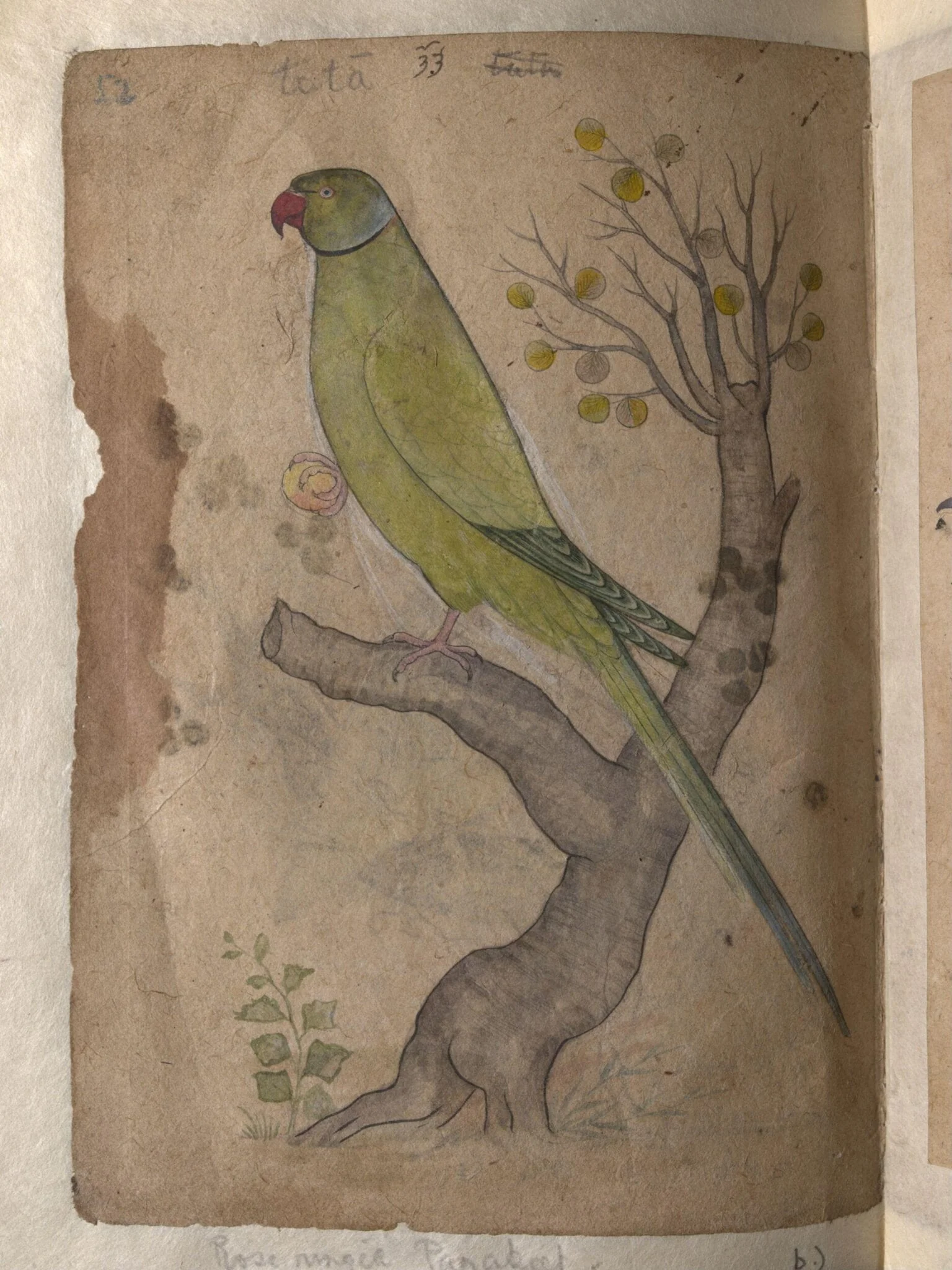 Depictions of Striated scops owl and Rose-ringed parakeet of Northern India