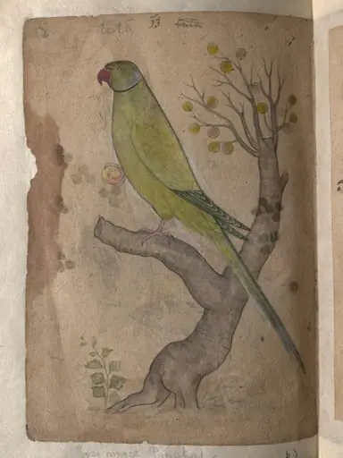 Depictions of Striated scops owl and Rose-ringed parakeet of Northern India