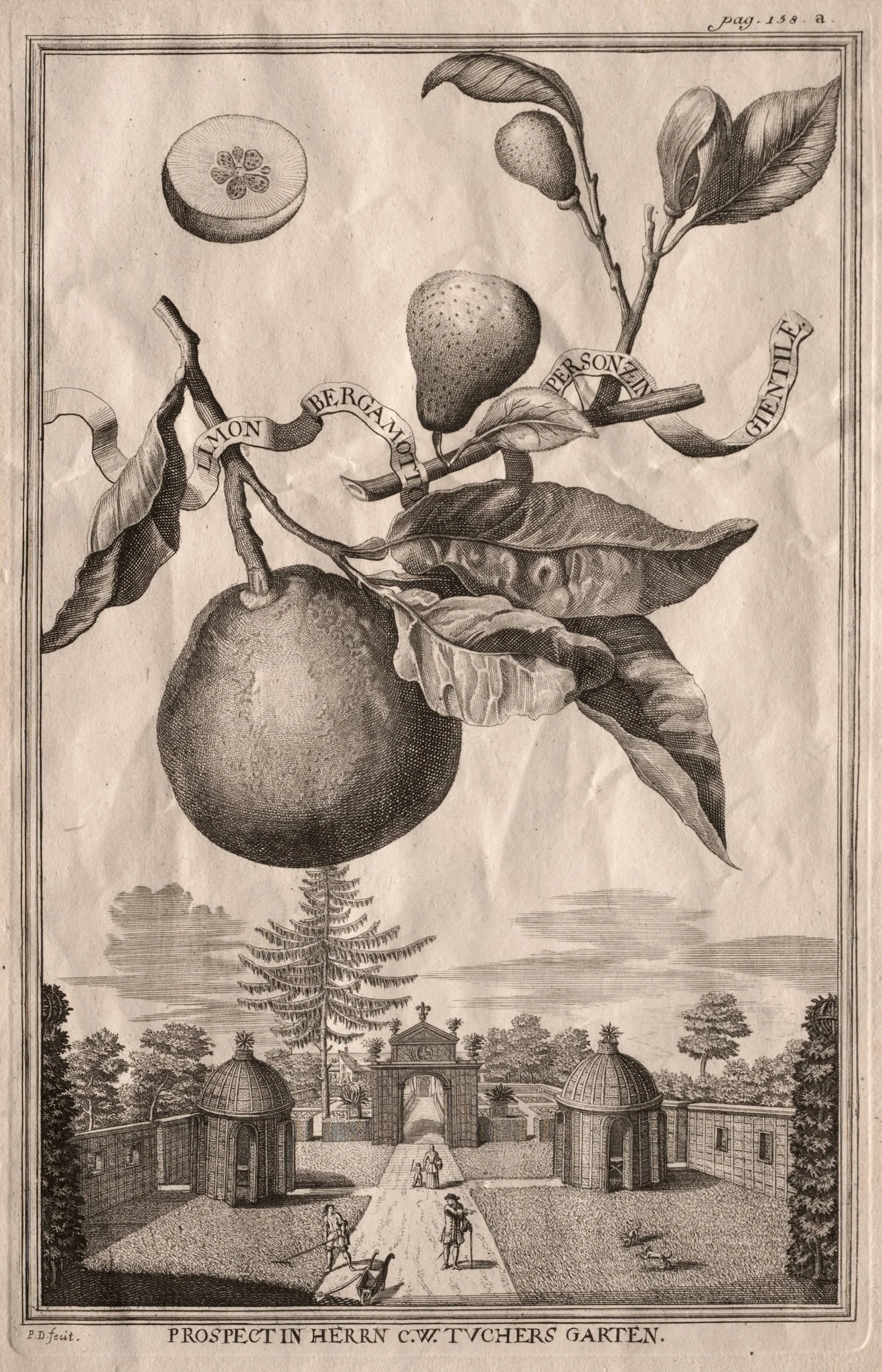 Nurnbergische Hesperides: Limon bergamotto personzin gientile, by Joseph de Montalegre, 1714