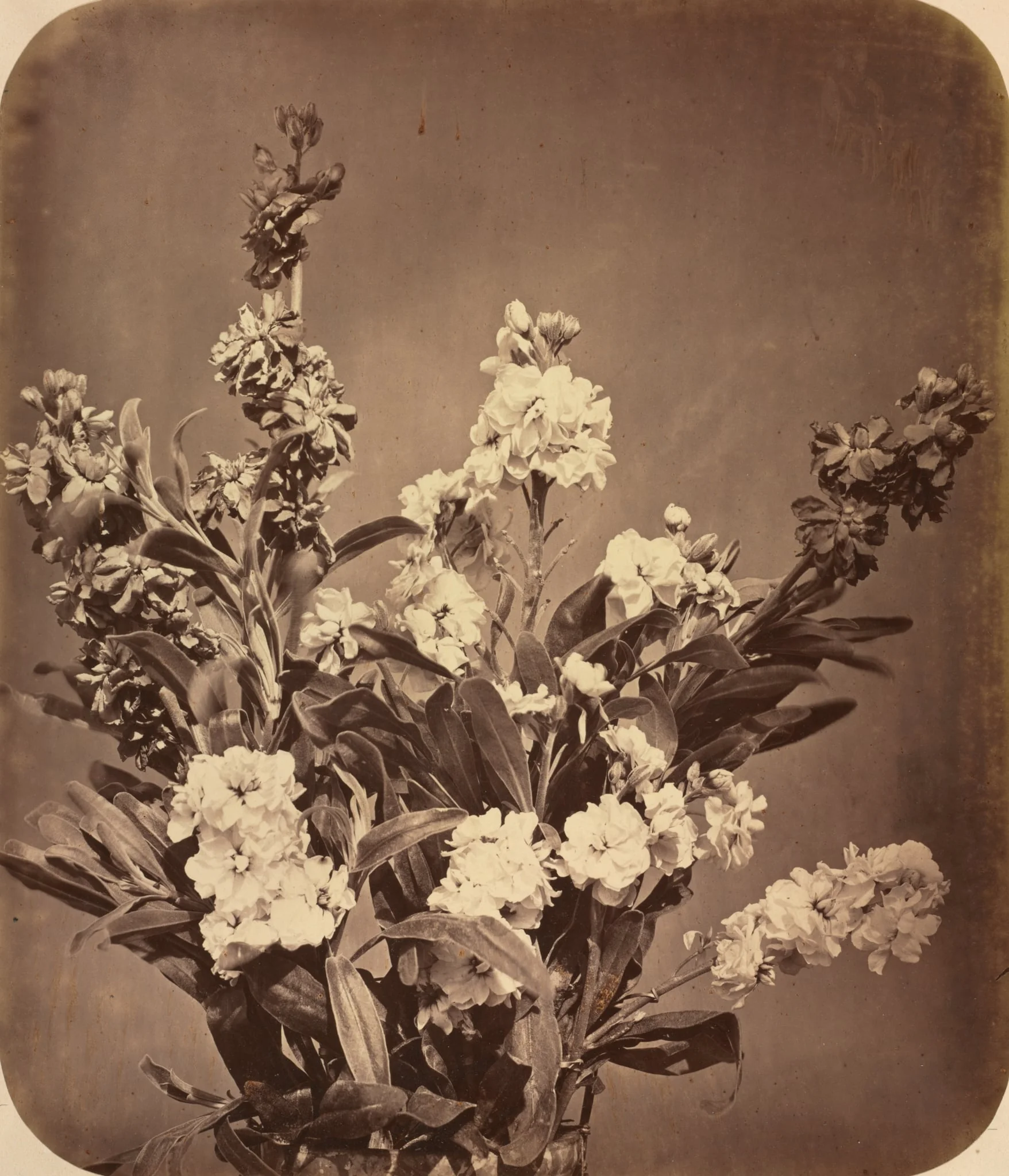Bouquet, by Adolphe Braun, 1855