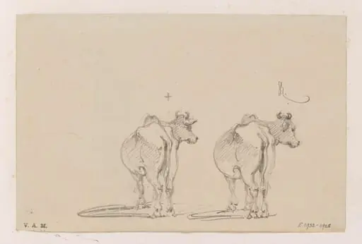 Two studies of a cow seen from behind