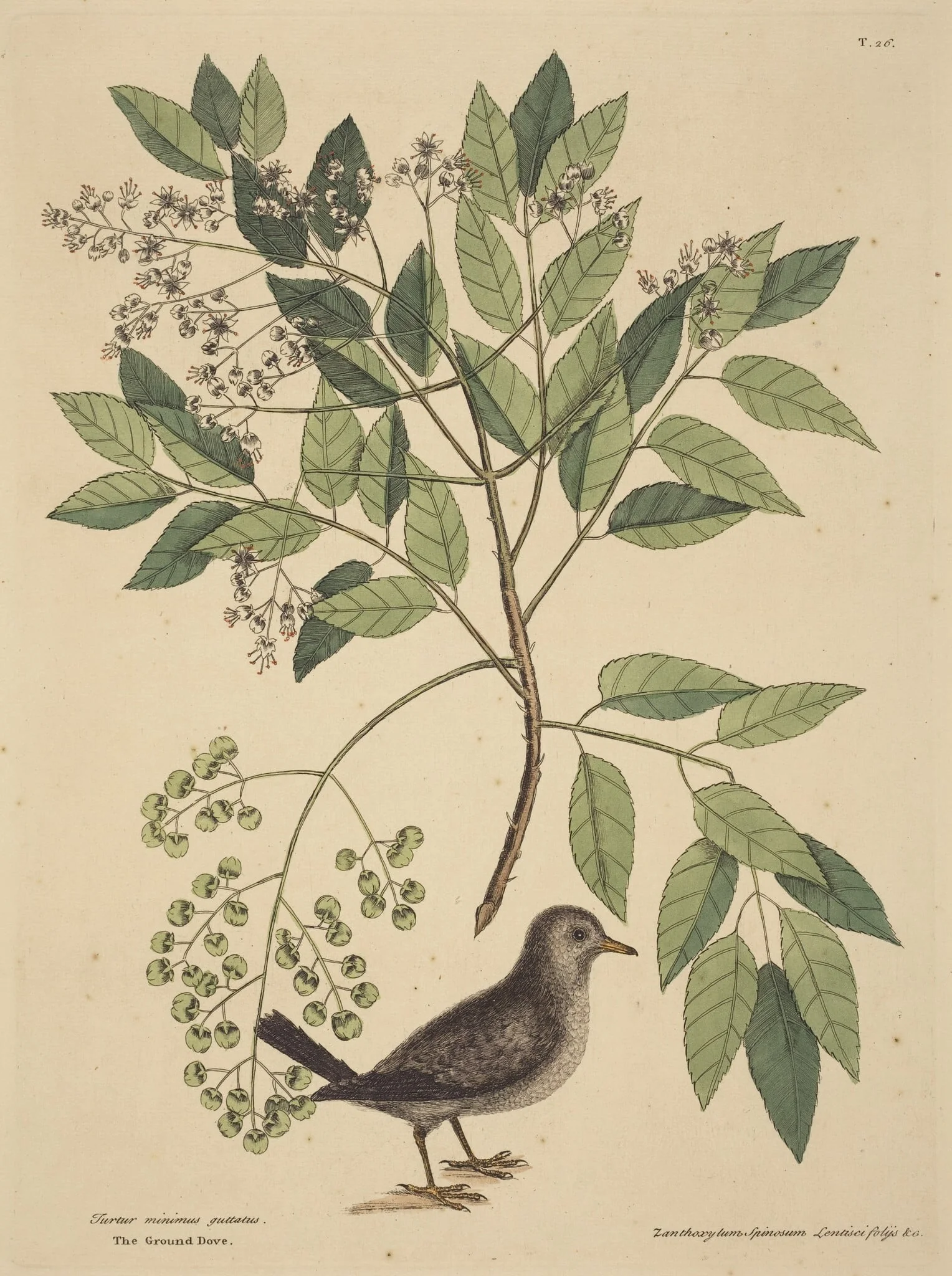 The Ground Dove (Columba passerina), by Mark Catesby, ink, 1737