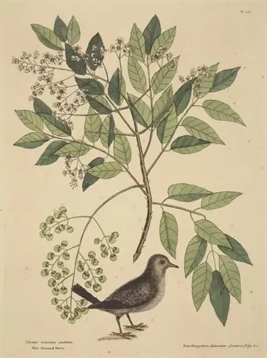 The Ground Dove (Columba passerina)