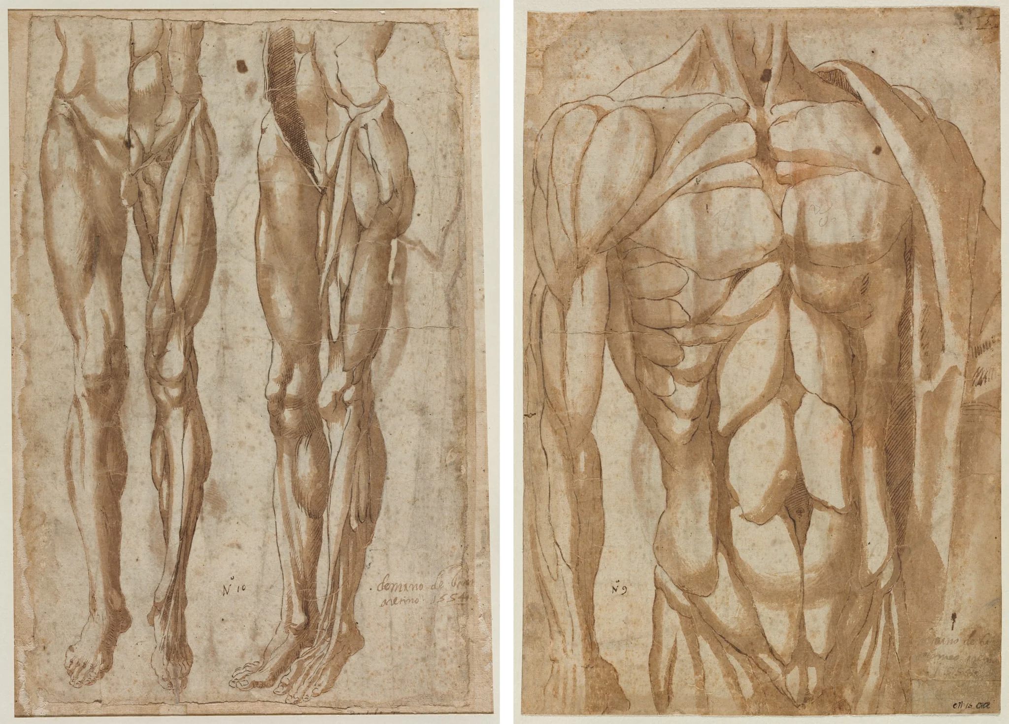 Two Studies of a Flayed Man (recto) Study of a Flayed Torso (verso), by Bartolommeo da Arezzo, 1554