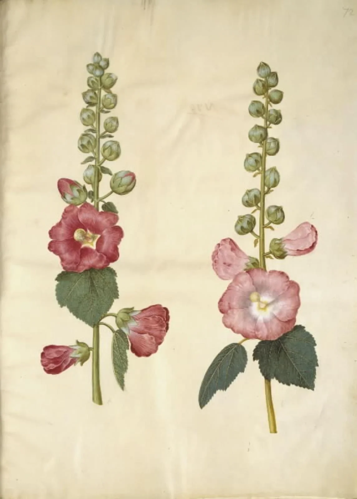 Alcea rosea (have-stokrose), by Unknown, unspecified, 1654