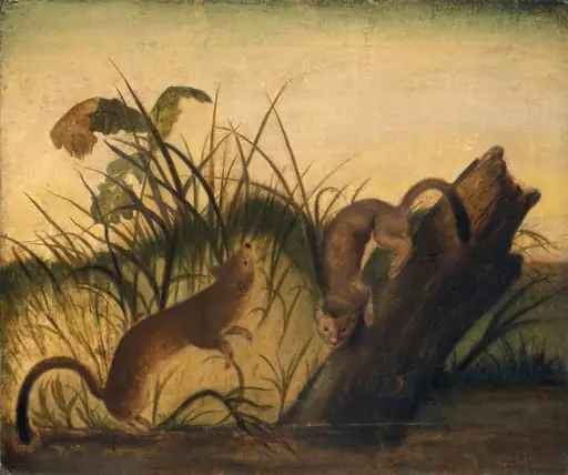 Long-Tailed Weasel