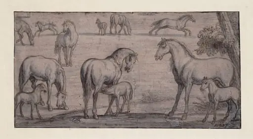 Mares and Foals