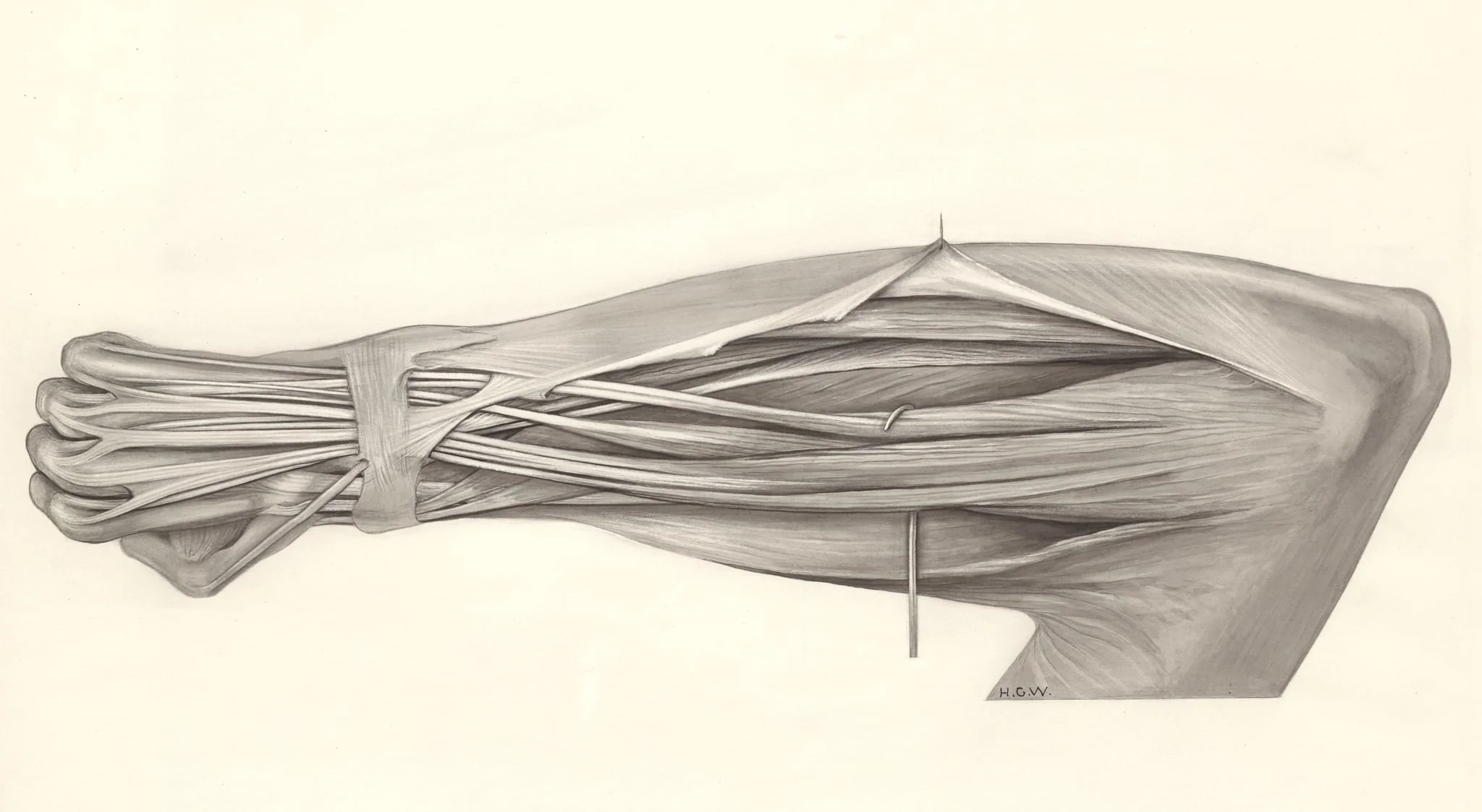 Muscular tissue of the lower arm, by H.G, Wetselaar, 1970
