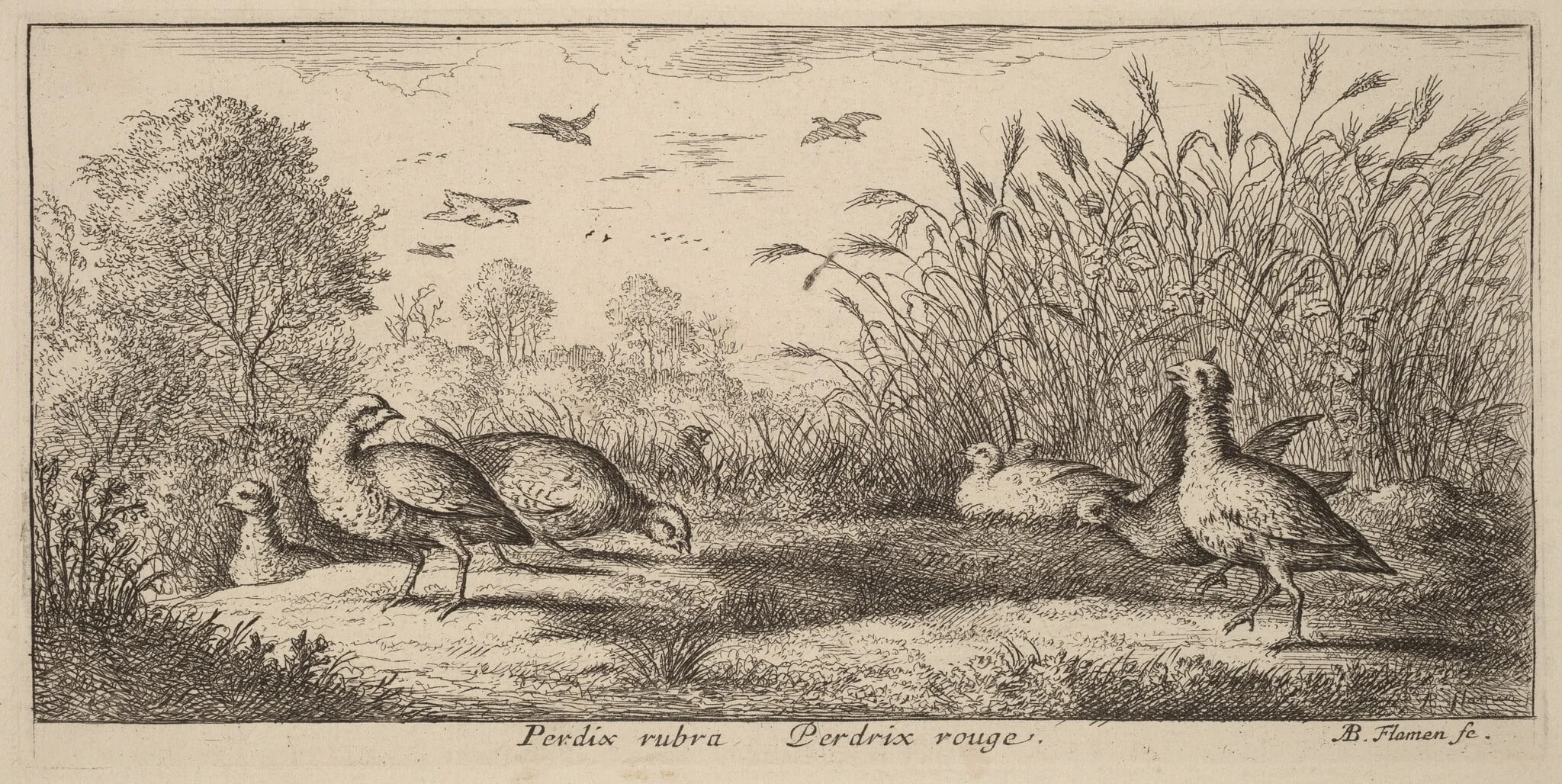 Pedrix rubra, The Red-Legged Partridge, by Albert Flamen, ink, 1644