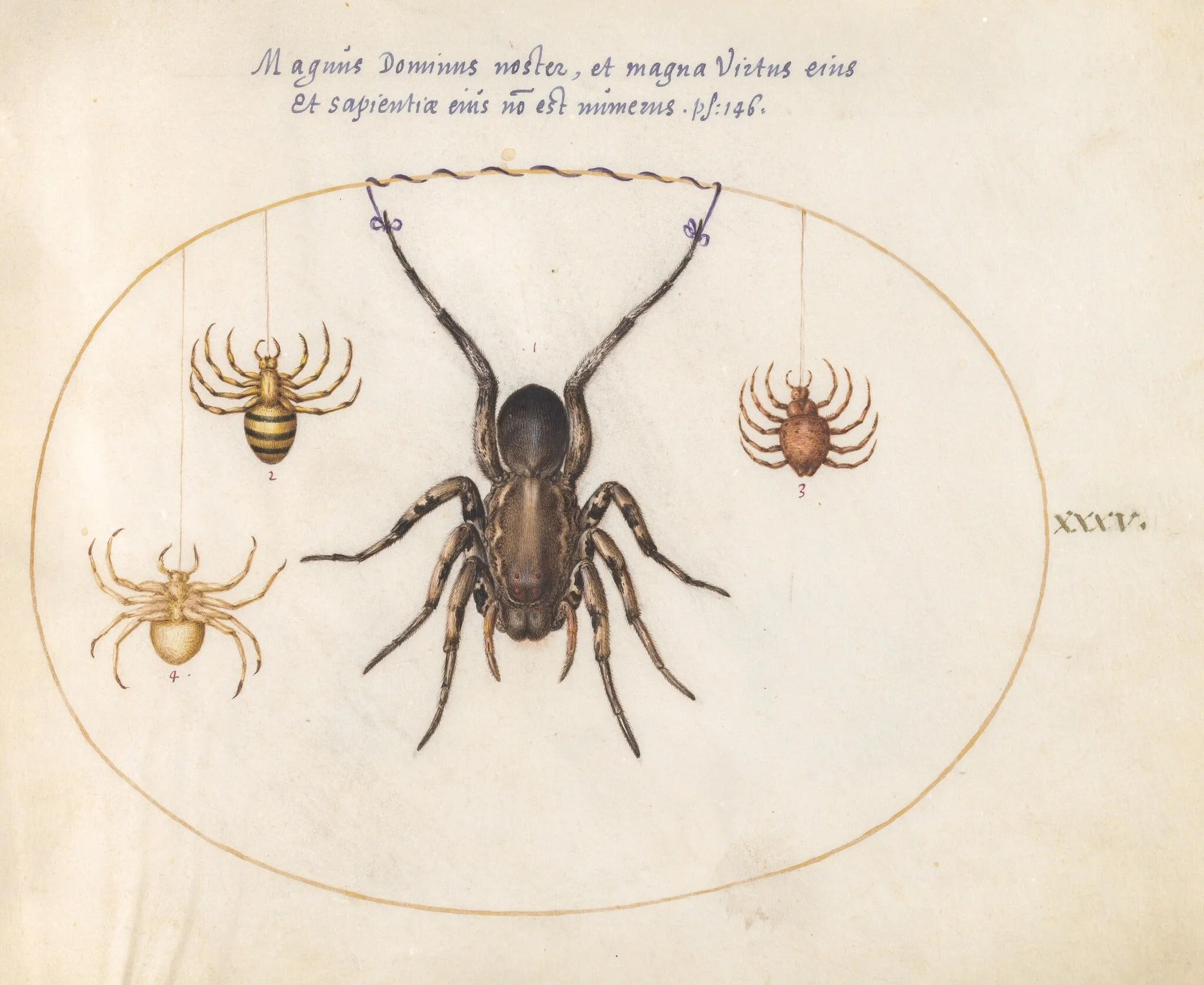 Plate 35: A Tarantula Wolf Spider(?) and Three Other Spiders, by Joris Hoefnagel, gouache, 1594