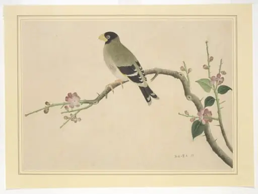 Hawfinch