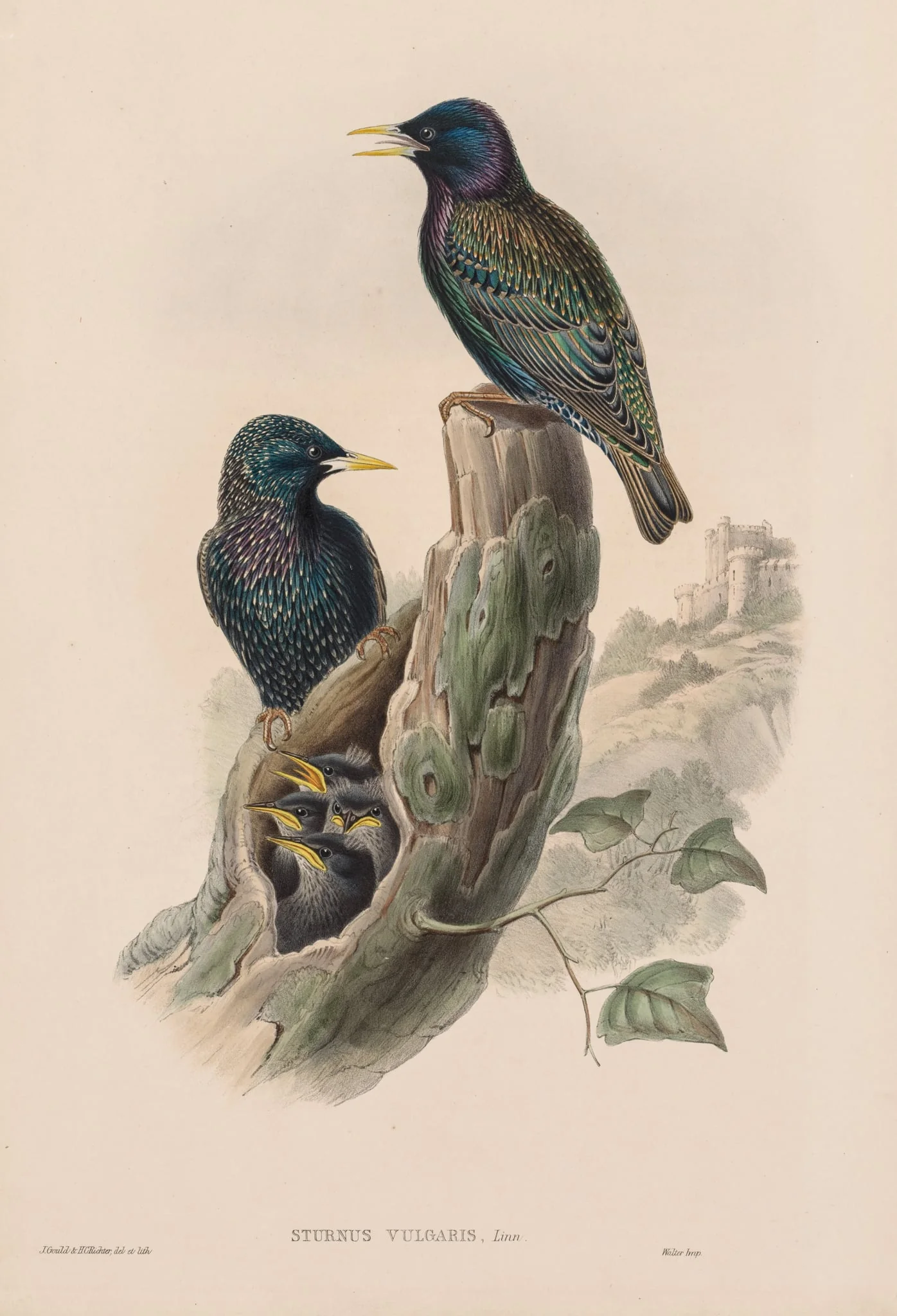Sturnur Vulgaris, by John Gould, 1873