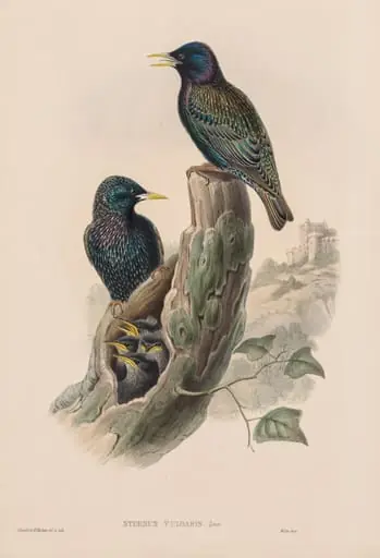 Sturnur Vulgaris